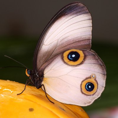 A white and brown butterfly